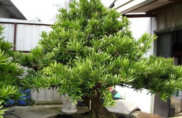 家裡有院子,建議種一些能觀賞的樹,小投入,大收穫,划算 家裡有院子,建議種一些能觀賞的樹,小投入,大收穫,划算