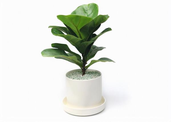 植物風水界新貴-琴葉榕 植物風水界新貴-琴葉榕