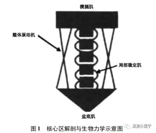 核心穩定性訓練與核心力量訓練區別與聯絡研究 核心穩定性訓練與核心力量訓練區別與聯絡研究