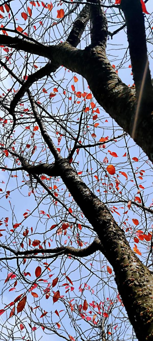 2021逐秋川西北，大愛身邊的秋紅