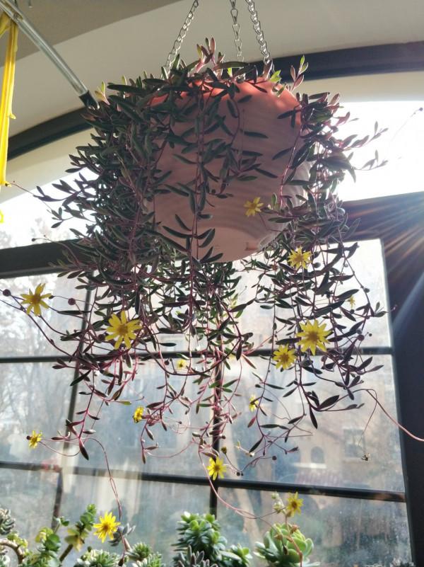 發現一戶人家，大冬天陽臺的“多肉”，長成了“瀑布”，太壯觀了