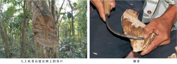 中國香文化《瓊黎風俗圖》之古黎人採香 中國香文化《瓊黎風俗圖》之古黎人採香