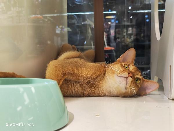 高畫質與快速對焦 小米12 Pro影像系統試用體驗