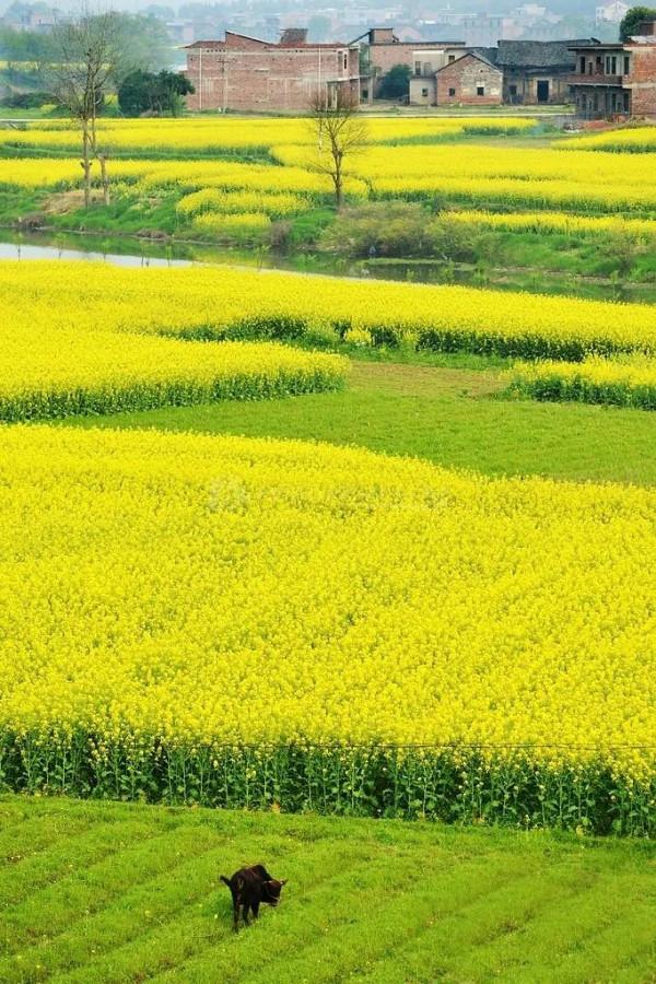 分享圖片，春天來了，滿山遍野的油菜花開了