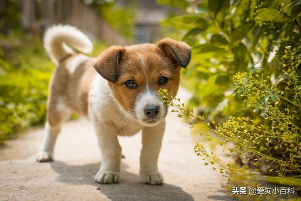 揭秘主人對寵物狗幼犬的管理方法