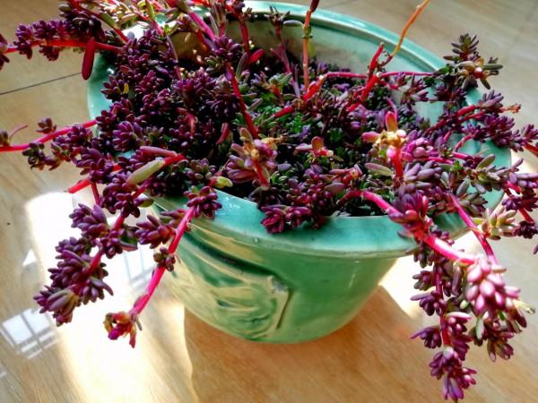 草木人間*我養的多肉:養不死的紫米粒,及養花草的俗女人 草木人間*我養的多肉:養不死的紫米粒,及養花草的俗女人