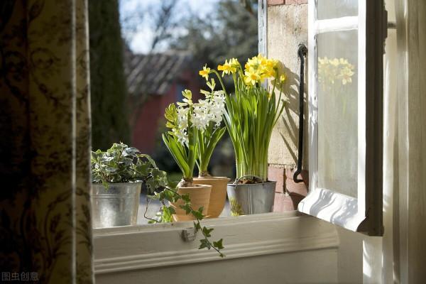 吉祥如意的水仙花