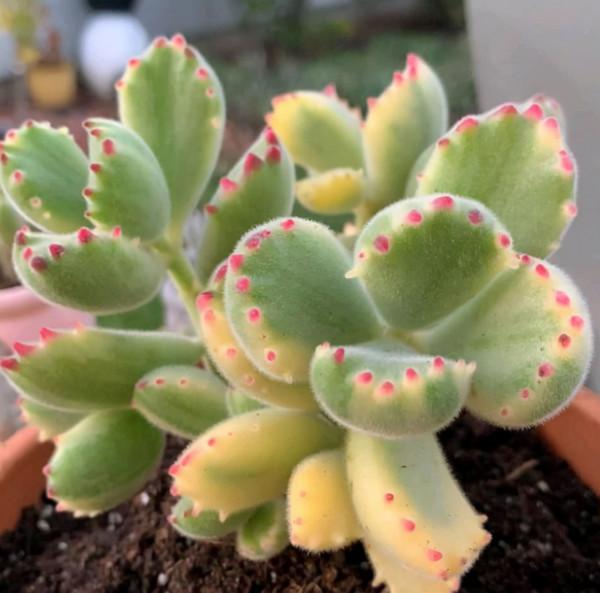 長得像動物的5種多肉，簡直萌翻天了，讓你一眼就愛上