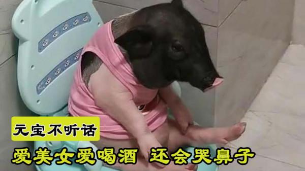 小豬因為愛喝酒愛哭鼻子，逆襲成網紅！呆萌可愛萌翻網友