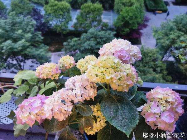 繡球花開得沒去年好，趕緊剪兩刀，不然一年比一年差