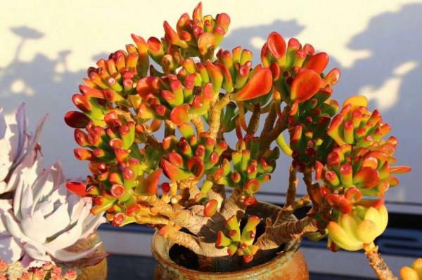 “家裡有棵樹，代代都富有”！室內養樹，建議從這9種裡面選