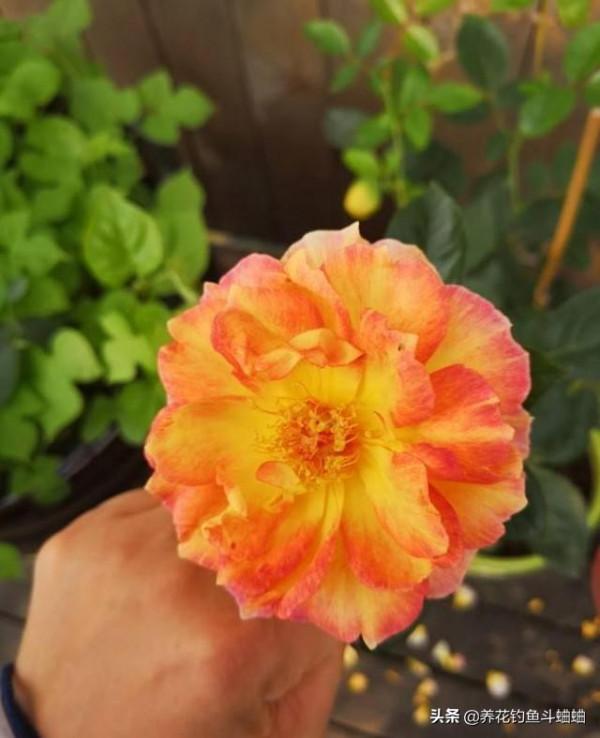 想養好月季,澆水至關重要,做好了就可以四季開花不間斷 想養好月季,澆水至關重要,做好了就可以四季開花不間斷