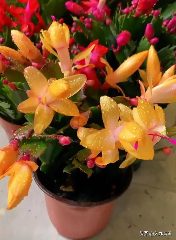 分享——美麗動人的蟹爪蘭