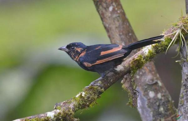 唐加拉雀集合，30只小小鳥