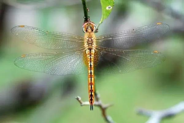 中國常見動植物(動物篇五)