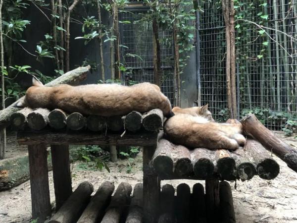 【探索】誰家的“毛絨玩具”掛樹上了?其實動物們都是這樣睡覺的→ 【探索】誰家的“毛絨玩具”掛樹上了?其實動物們都是這樣睡覺的→