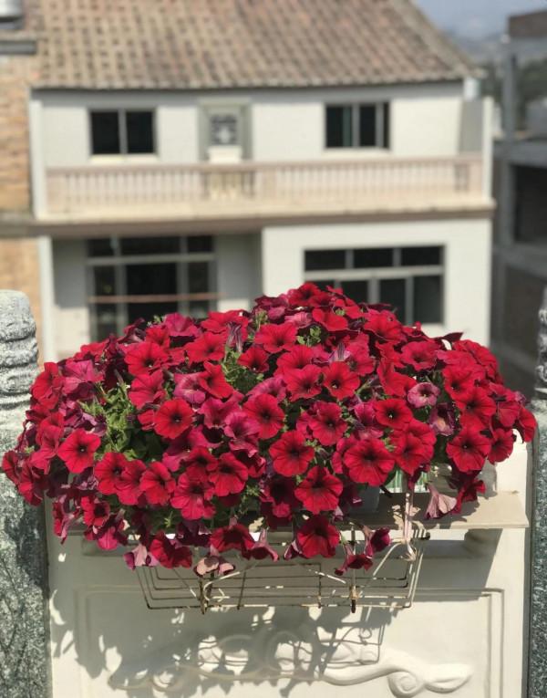 矮牽牛花，要想開花爆盆，就要大剪大修，有舍才有得