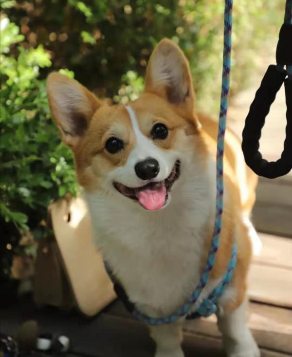 斷尾的柯基,要想健康成長,吃什麼狗糧最好? 斷尾的柯基,要想健康成長,吃什麼狗糧最好?