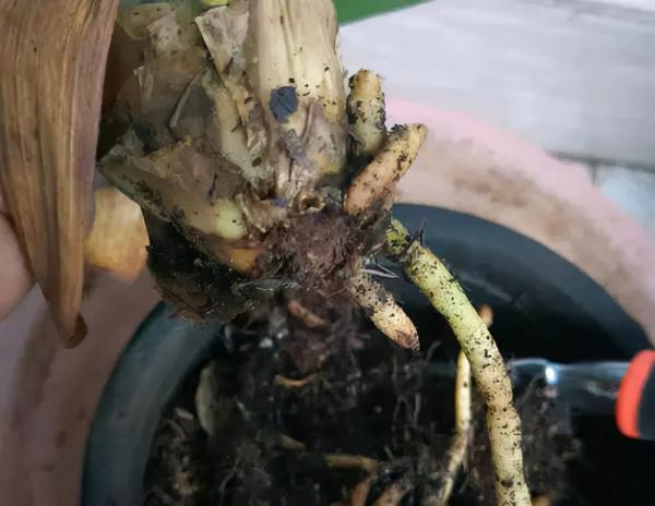 養花的“舊土”加點“廢物”，又肥的流油，養花一級棒