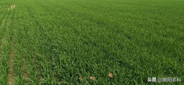 購買小麥拌種劑,注意這四點,就能買到優秀的拌種劑 購買小麥拌種劑,注意這四點,就能買到優秀的拌種劑