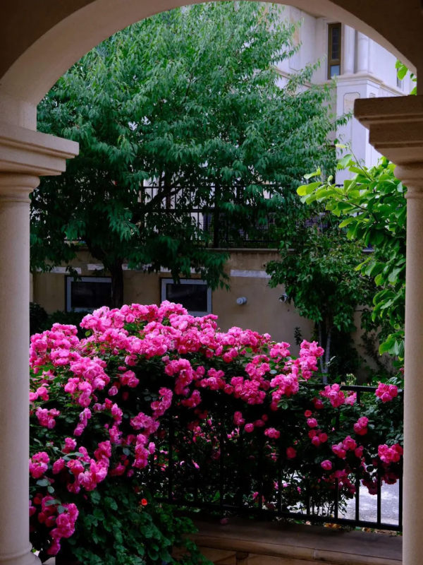 東北花友走遍歐洲著名花園,回國後建了座四季有花的北方花園 東北花友走遍歐洲著名花園,回國後建了座四季有花的北方花園