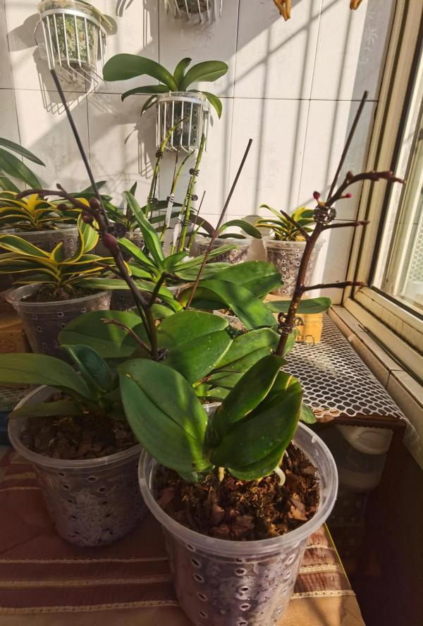 四顆出花劍了 四顆出花劍了