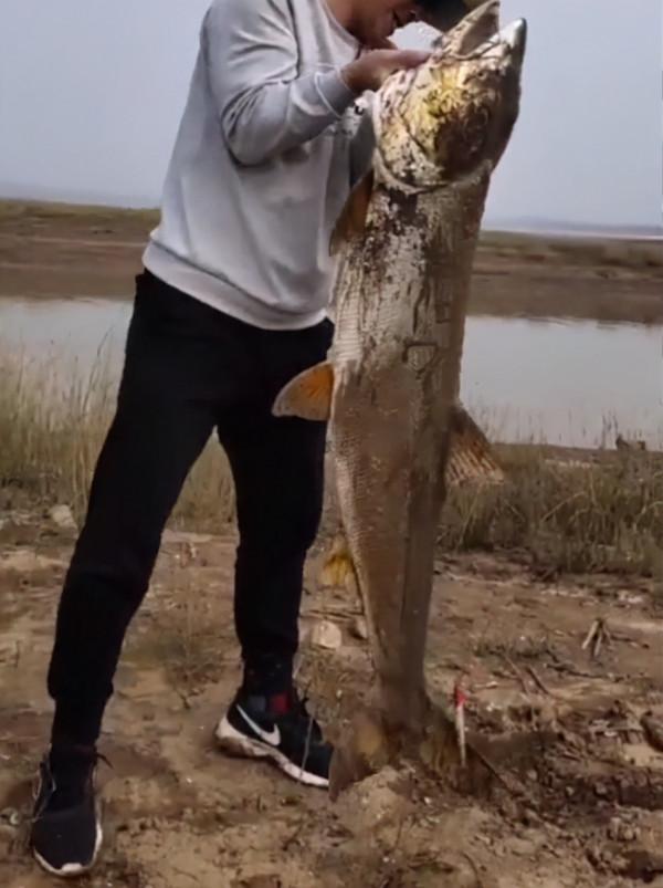 幾十斤的水老虎遊入小水溝吃魚,卻被人釣起,網友:請放回洞庭湖 幾十斤的水老虎遊入小水溝吃魚,卻被人釣起,網友:請放回洞庭湖