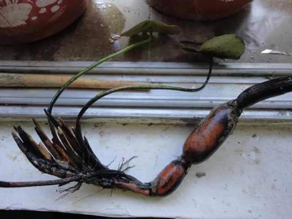 觀賞荷花種藕僵藕及處理辦法 觀賞荷花種藕僵藕及處理辦法