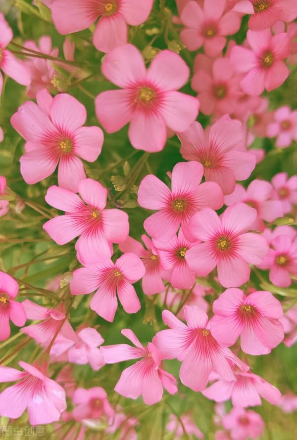 傳說四葉草每一片葉子代表不同的意思，都是人生中夢寐以求的東西