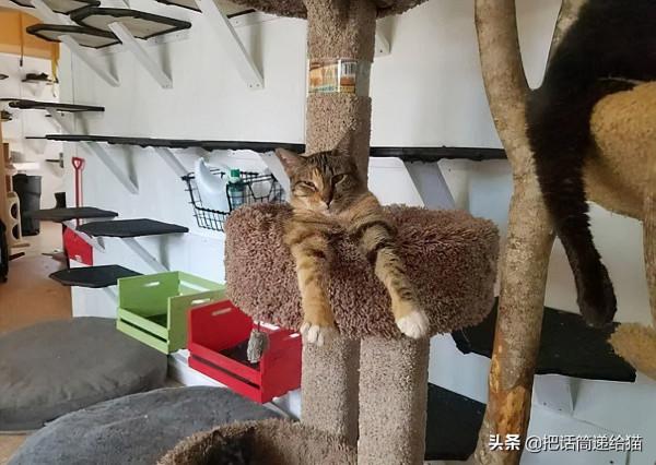 中年喪子後，父親花了15年建了座“貓天堂”