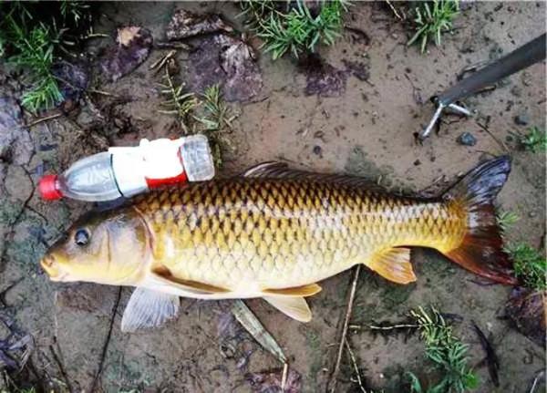 大師推薦0.3號子線釣3斤多鯉魚！釣魚人：你在考驗我智商？