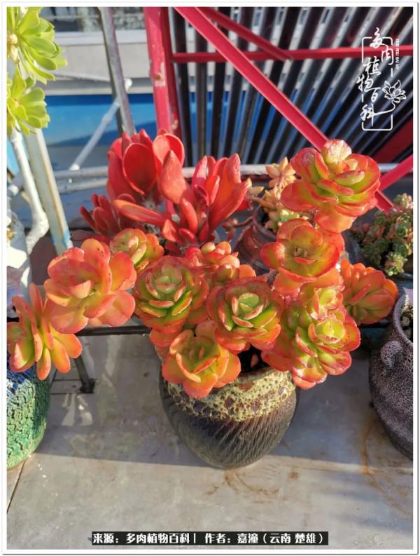 天南海北，一群熟悉又陌生的愛肉人