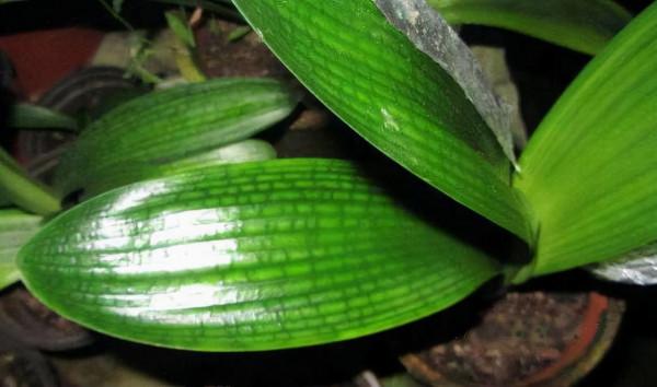 淘米水、黃豆水養花，都不如這“2種料”，入冬不黃葉，越長越旺