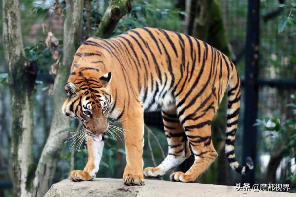 虎頭虎腦 虎虎生威 這波老虎表情包值得擁有