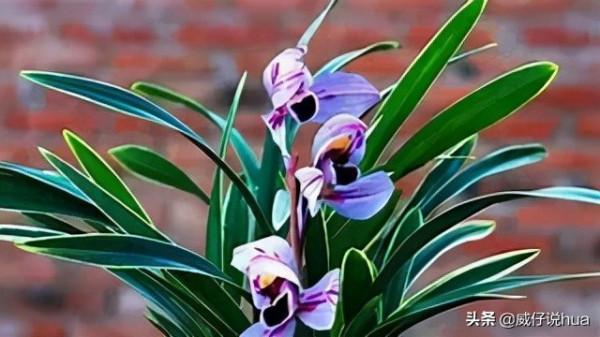 紫月荷蘭花!蘭花裡的新品種,花色罕見,浪漫、溫馨、仙氣十足 紫月荷蘭花!蘭花裡的新品種,花色罕見,浪漫、溫馨、仙氣十足