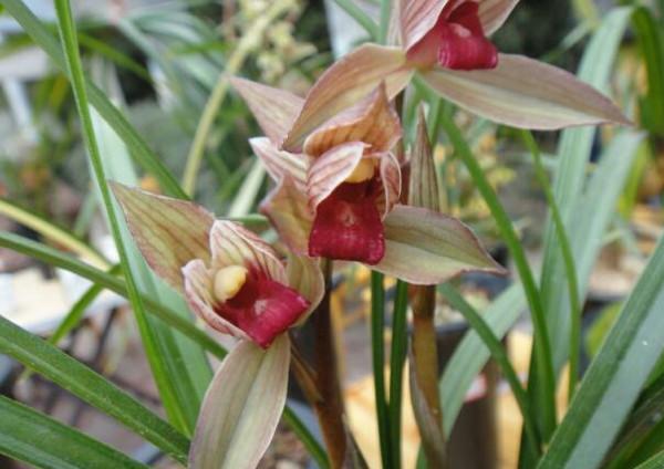 三年前,他靠玩蘭獲利上百萬元,後來轉行投資餐飲,最終血本無歸 三年前,他靠玩蘭獲利上百萬元,後來轉行投資餐飲,最終血本無歸