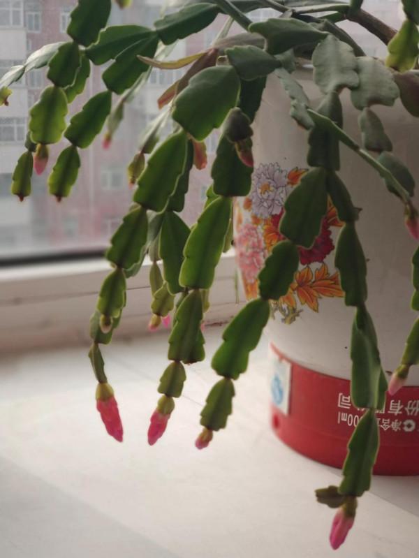 養花種草的幸福 養花種草的幸福