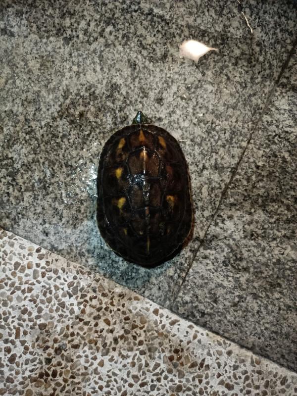 頂漂數次皆不中，精彩的瞬間是三抄網