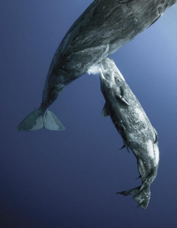 大自然的照片太美了,看看世界各地大自然的驚奇的照片 大自然的照片太美了,看看世界各地大自然的驚奇的照片