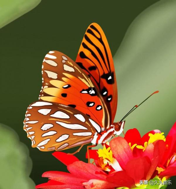 世界上最美麗的蝴蝶