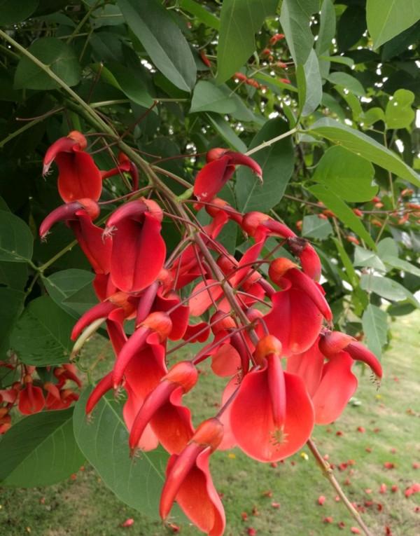 100種有毒的花和果，生活中很常見，出門要小心，避免受傷害