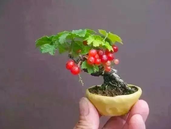 分享：拇指盆景，盆景雖小見天地，真的是太美了