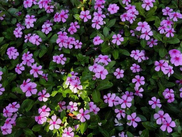 綠蘿、吊蘭養膩了？推薦2種花期300天的花卉，養護技巧附上