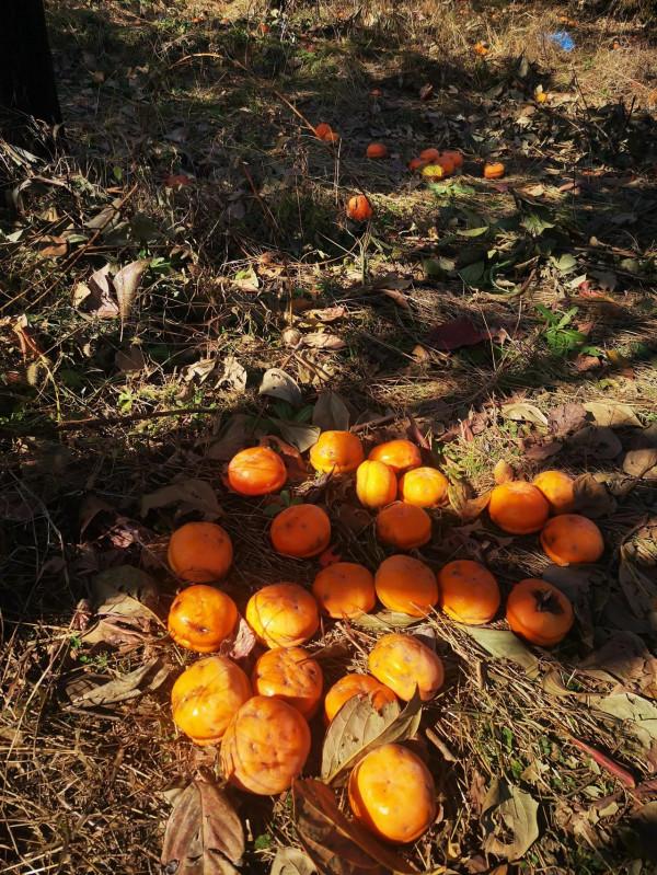 再到神星鎮柿子溝 再到神星鎮柿子溝
