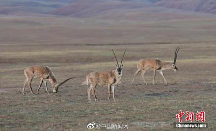 藏羚羊從瀕危物種降為近危物種 藏羚羊從瀕危物種降為近危物種