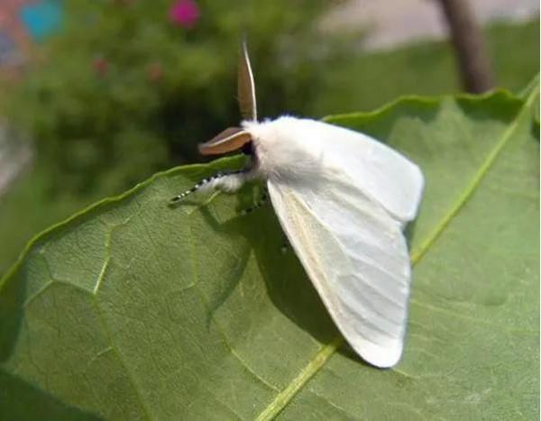 美國白蛾生物學特性觀測