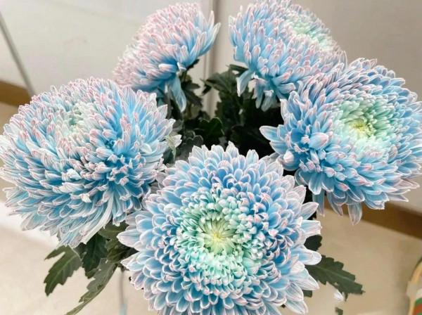 吃神仙肉長大的牡丹菊，菊界的貴妃娘娘，簡直太罕見了