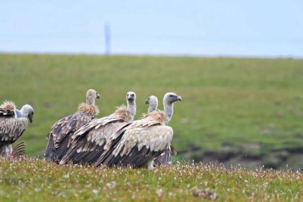 可可西里為啥不允許隨意進入？帶你深度瞭解這一“人類禁區”