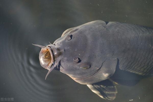 秋天釣魚怎麼用魚餌，衰老寫在一本小書上，值得保持