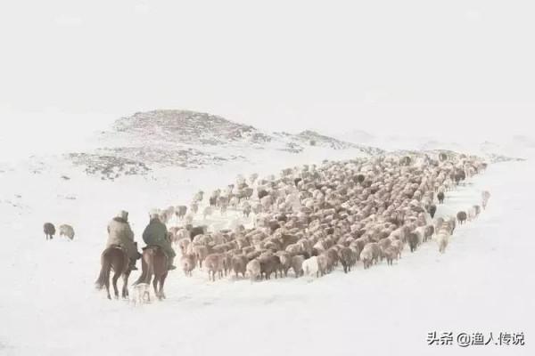 知青故事：狼天天偷羊終被抓，知青卻將它放生，兩年後狼救他一命